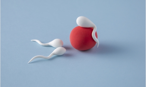 Male Infertility Masters